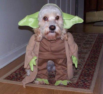 Dog Yoda